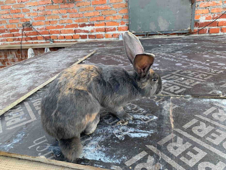 Продам,кролі строкачі