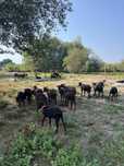 Cabras Murcianas