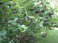 Aronia z domowej uprawy