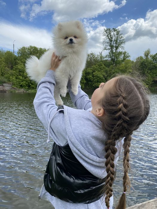 Хлопчик міні шпіц, шукає дівчинку для вязки
