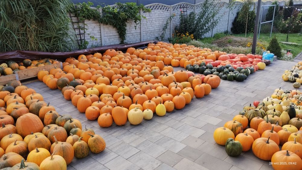 Dynia Halloween ozdobne kolorowe baby boo Radom