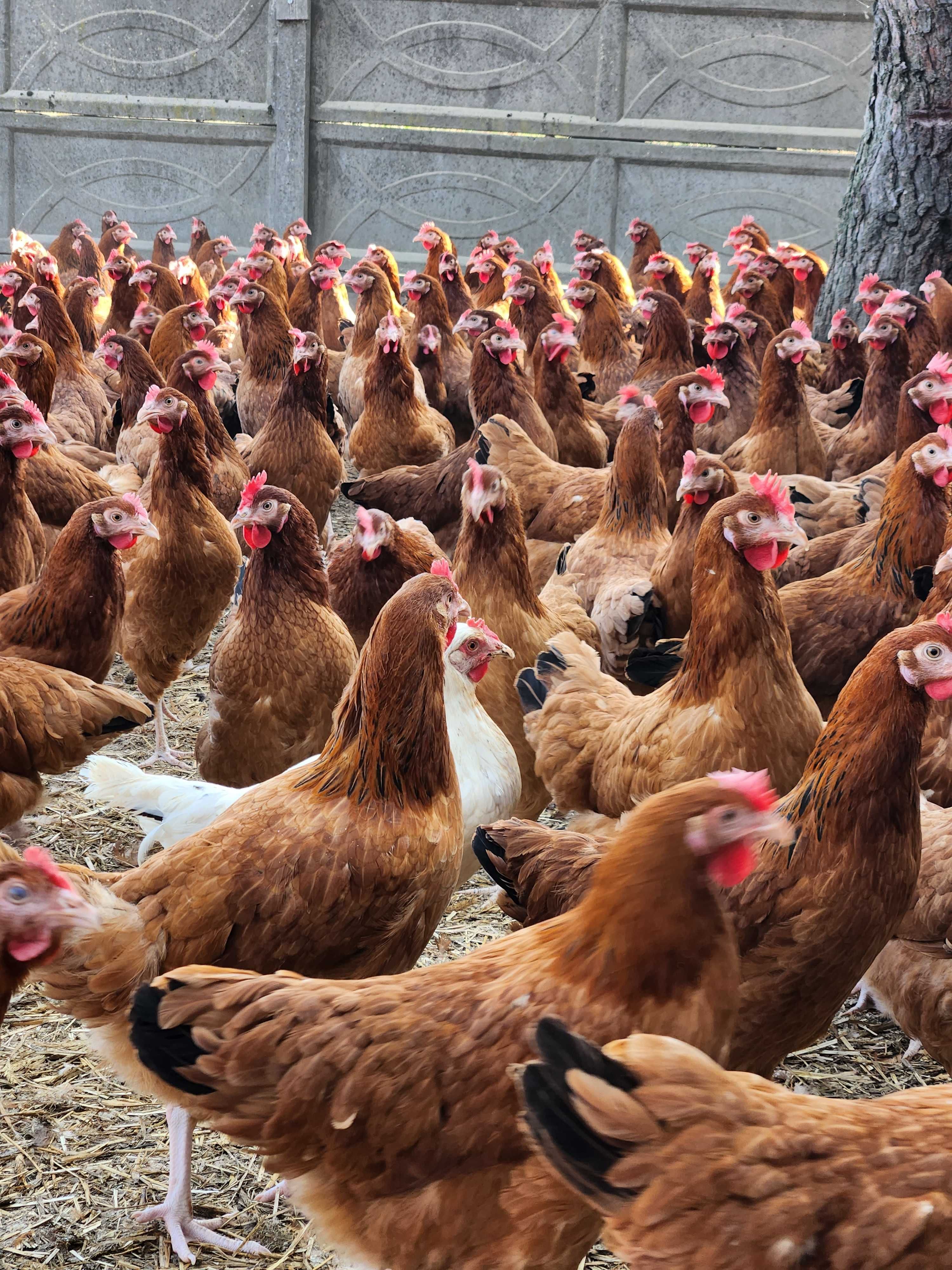 Kury NIOSKI z wolnego wybiegu ! Rossa Leghorn Messa Dominant !