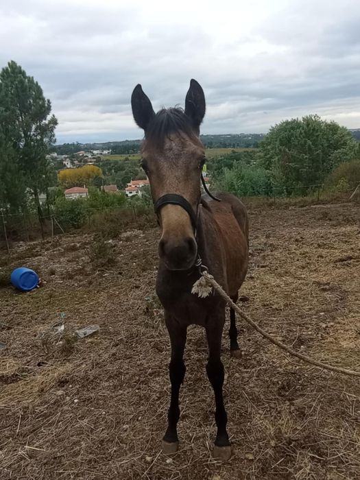 Vendo poldra com 6meses