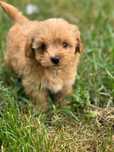 Sliczne Maltipoo