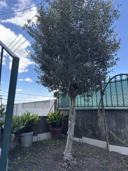 Oliveira de Jardim