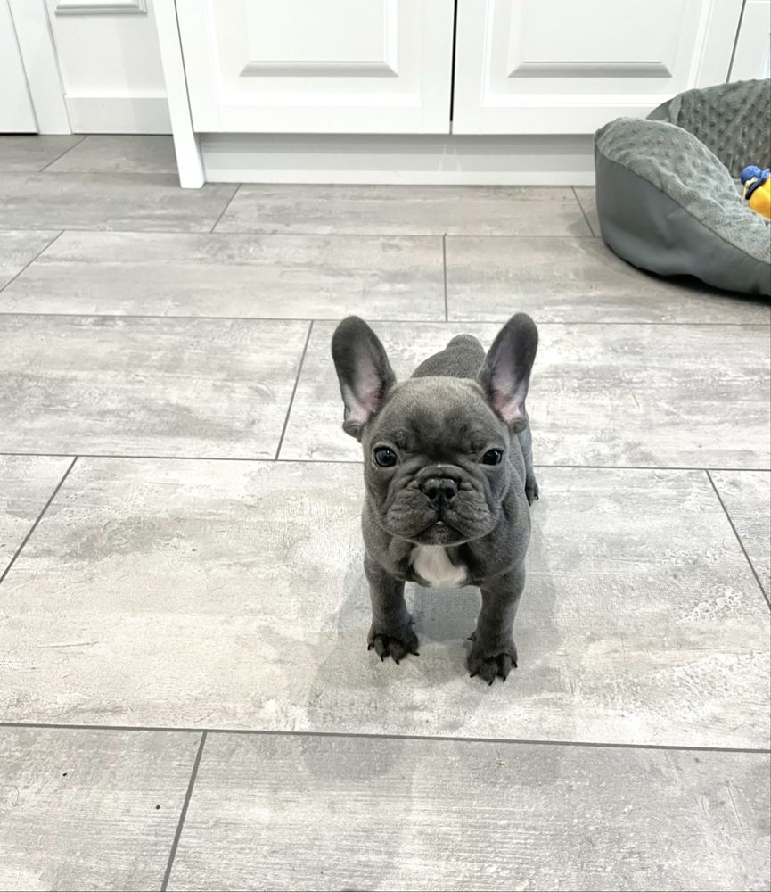 Buldog francuski blue gotowy do odbioru