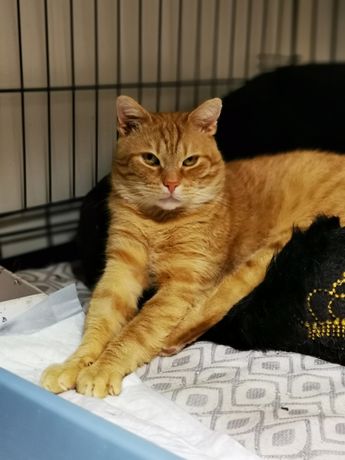 Otis - rudy kot, kocur, kociak do adopcji, za darmo!