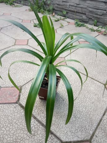Пальма панандус комнатное растение