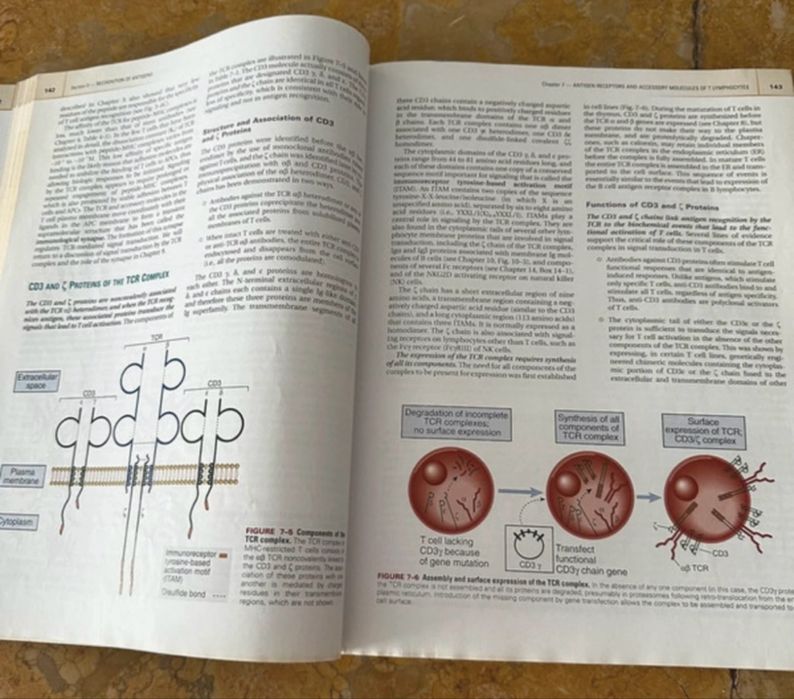 Cellular and molecular immunology