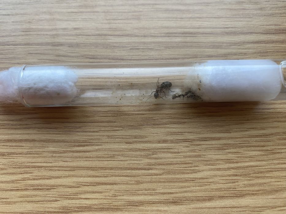 Мурахи форміка серві форміка