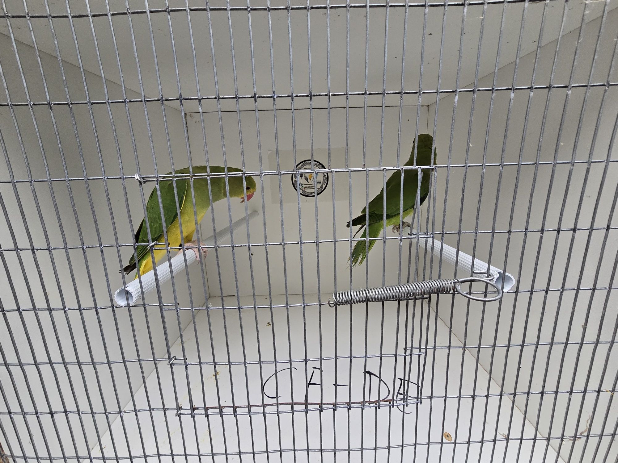 Vendo varias aves deste ano e um macho de 2024
