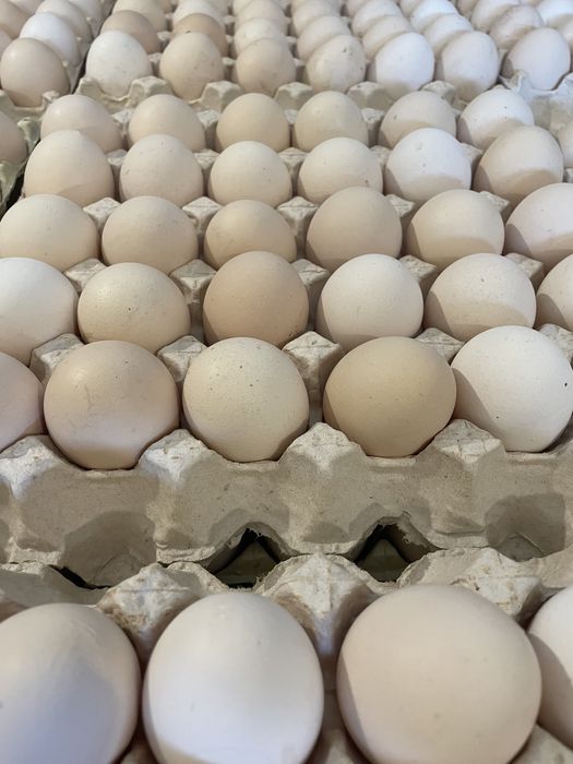 Jaja Świeże jajka wolny wybieg wiejskie