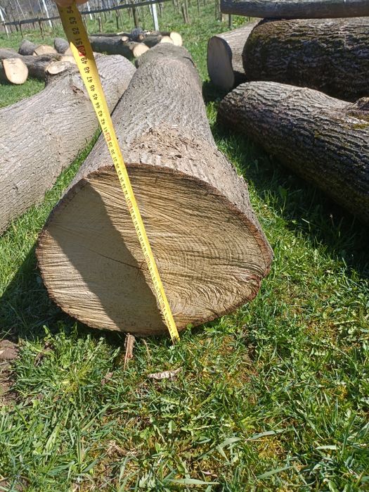 Липа, кругляк свіжоспил.