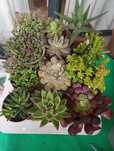 Suculentas variadas 1,50€