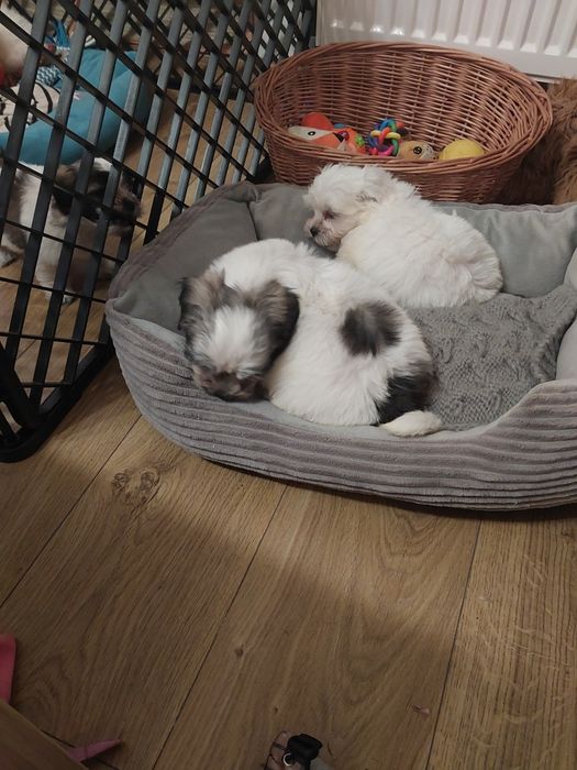 Sliczny szczeniak malshi do rezerwacji