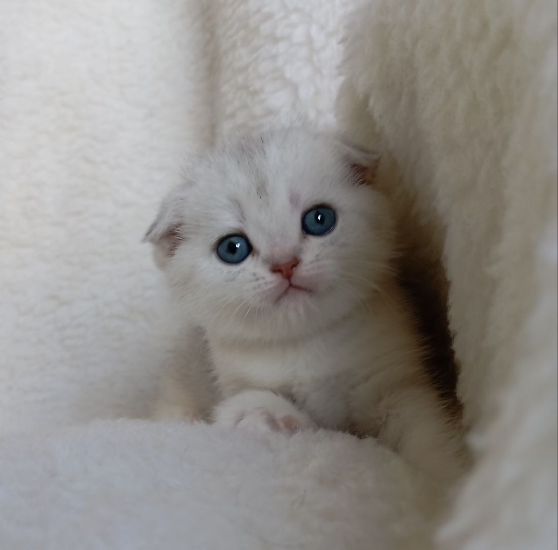 Шотландские, вислоухие и прямоухие котята скоттиш фолд и скоттиш страй