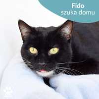 Łagodny kocurek do adopcji! Poznajcie Fido!