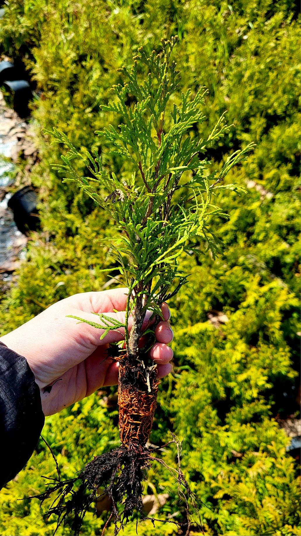 Tuja Szmaragd sadzonki ukorzeniona 15cm Tuje Wysyłka