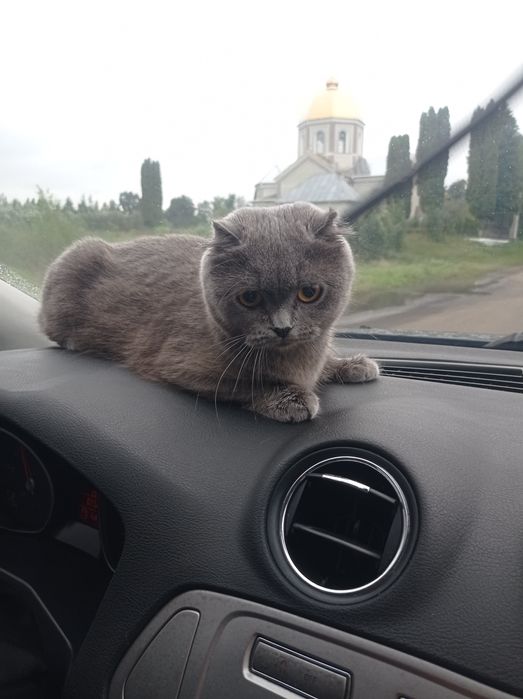 Шотландська висловуха киця