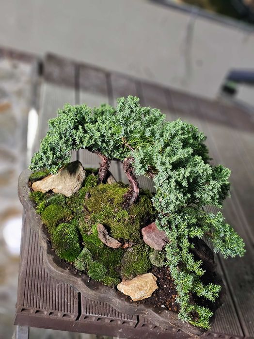 Bonsai juniperus procumbens