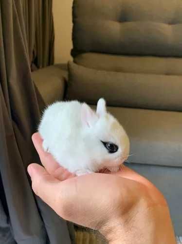 Coelhos mini vacinados e desparasitados
