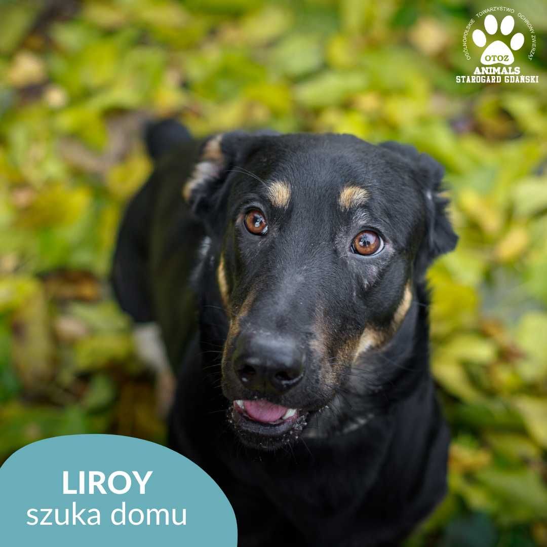 Młody samiec Liroy chciałby opuścić schronisko!