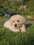 Labrador retriever suczka