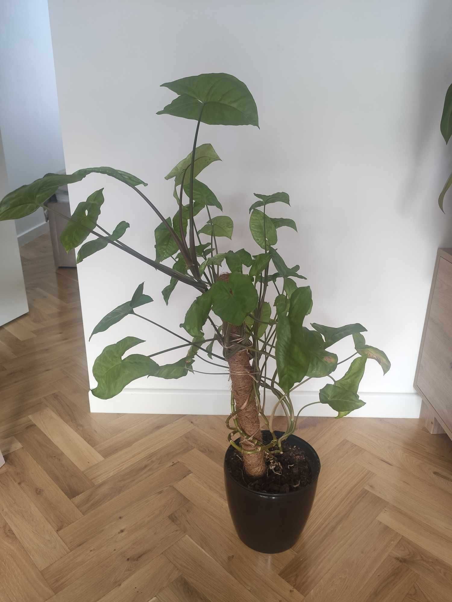 roślina doniczkowa - zroślicha - syngonium