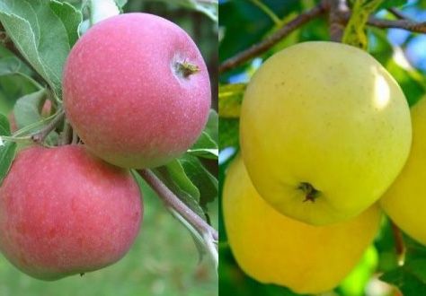 HERBARIUSZ - Drzewka owocowe DUO - JABŁOŃ Papierówka żółta + czerwona