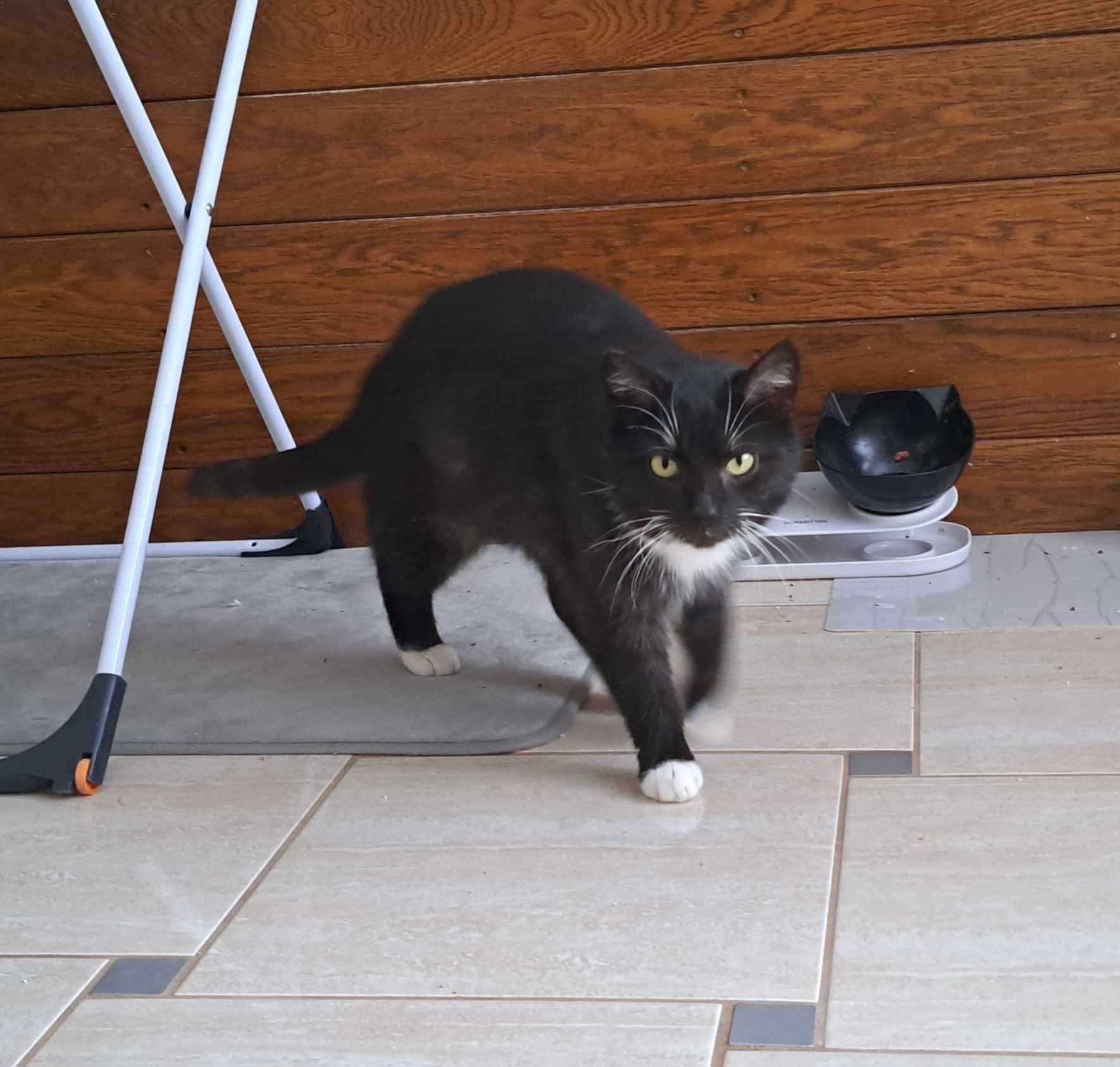 Koka kotka do adopcji czarna biała nie nachalna ze schroniska do domu