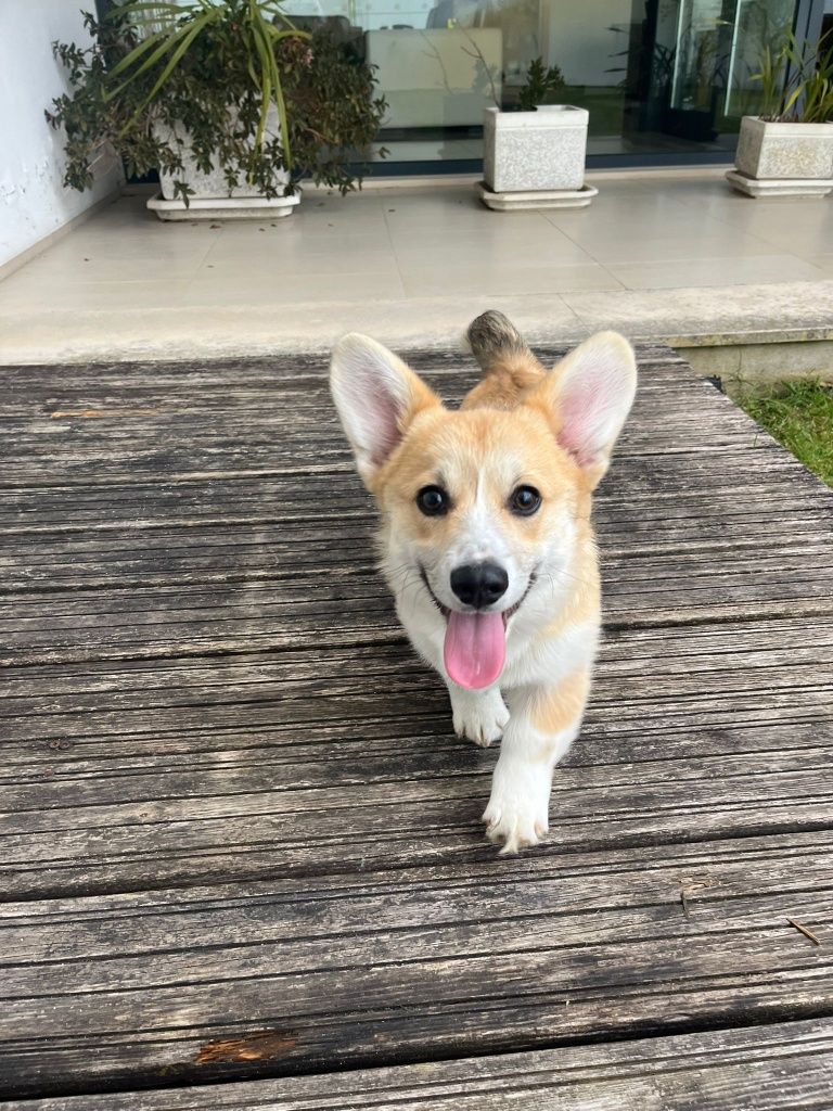 Corgi Pembroke  Puppy