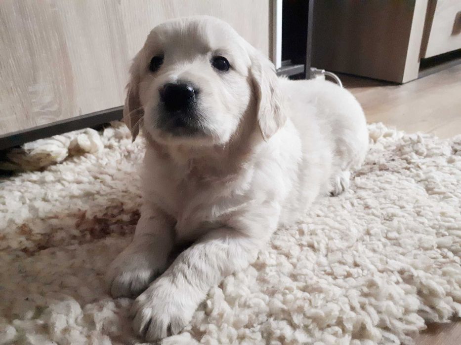 Golden Retriever