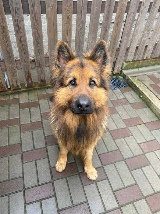 Пропоную кобеля вівчарки для в'язки