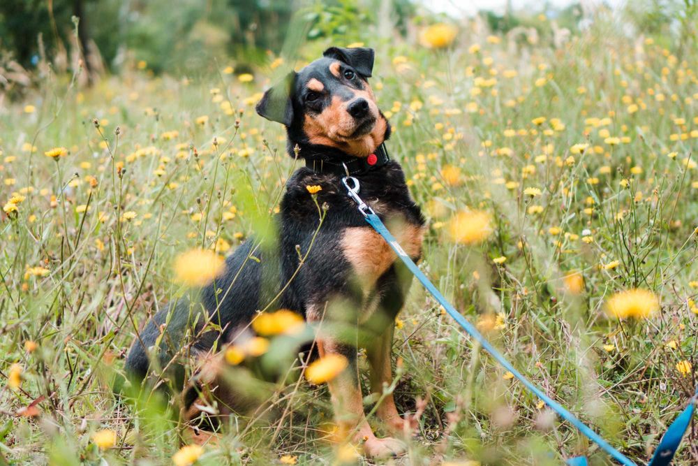 7 letni Diner do adopcji!