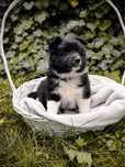 Suczka Border Collie FCI gotowa do zmiany domu