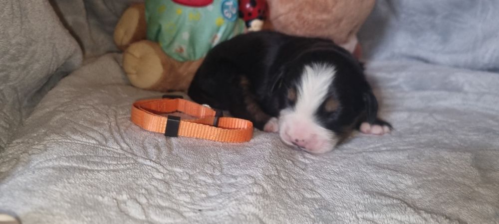 Bouvier Bernois com LOP e Afixo