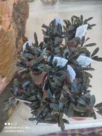 Planta Aquário_ Bucephalandra kedagang