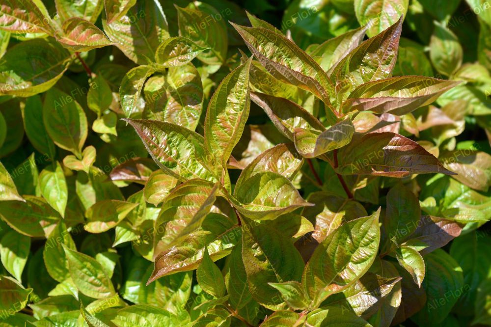 Krzewuszka cudowna 'Wings of Fire' (Weigela florida) Doniczka 2.0L