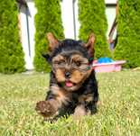 York yorki yorkshire terrier szczeniak szczeniaczek piesek