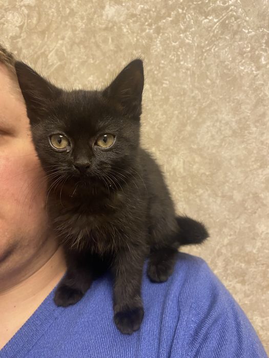 Віддам двох чорних кішок