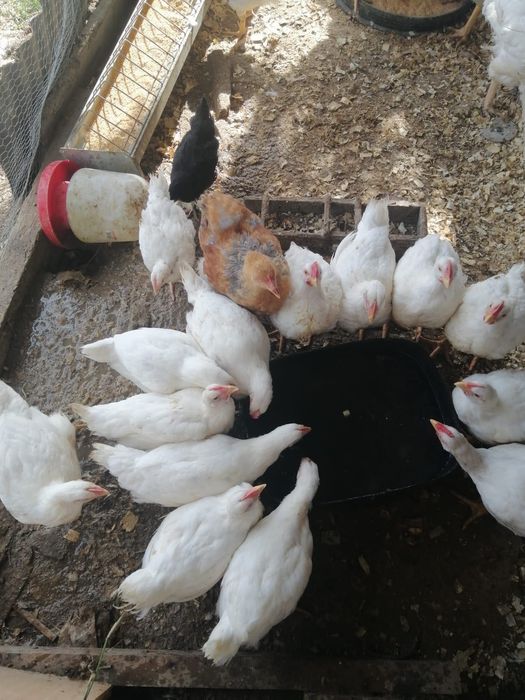 Frangas poedeiras e galinhas