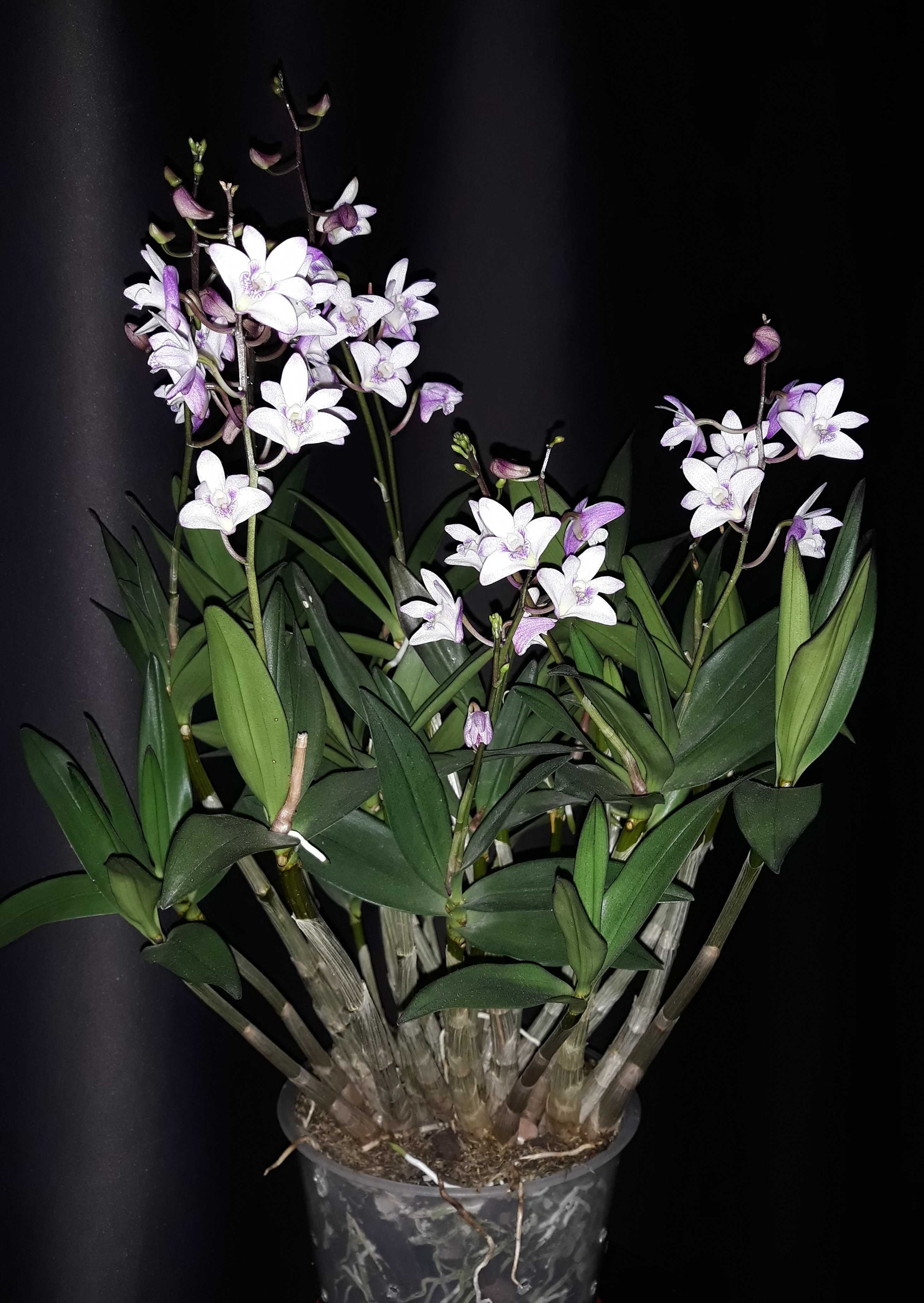 Орхидея Дендробиум кингианум