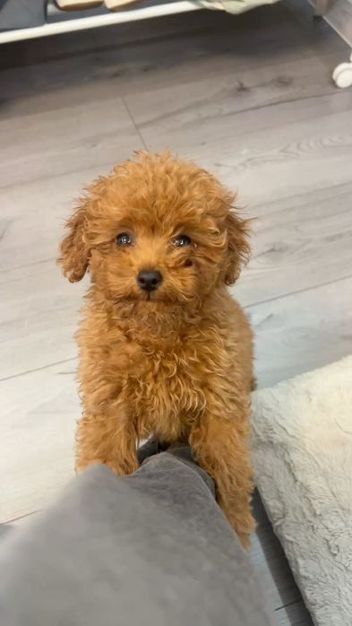 Фирменный шарм — щенки элитного той-пуделя