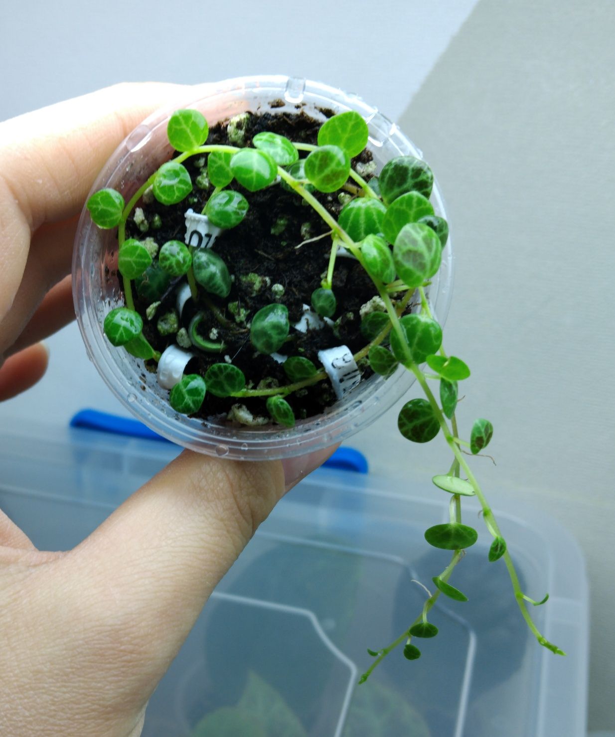 Пеперомія green bubble,пеперомія прострата