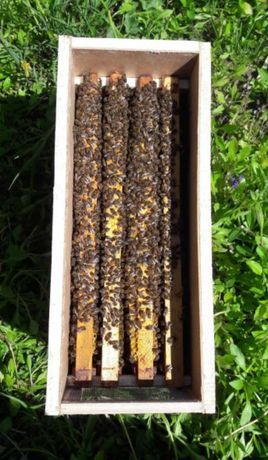 Бджолопакети / бджоло сімї