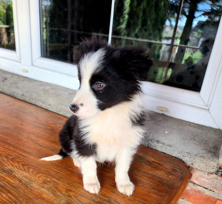 Piesek Border Collie