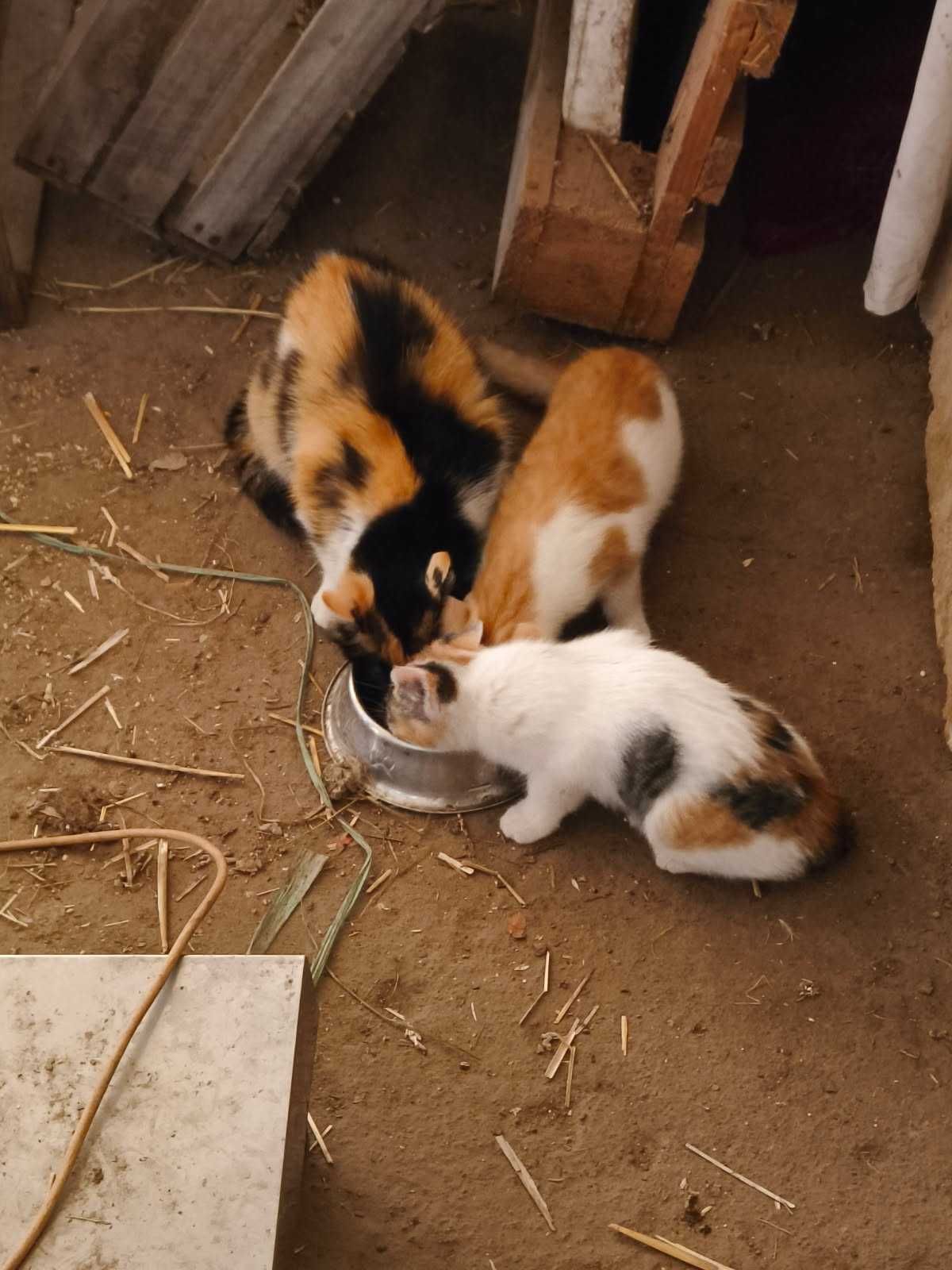 Śliczne kotki oddam w dobre ręce