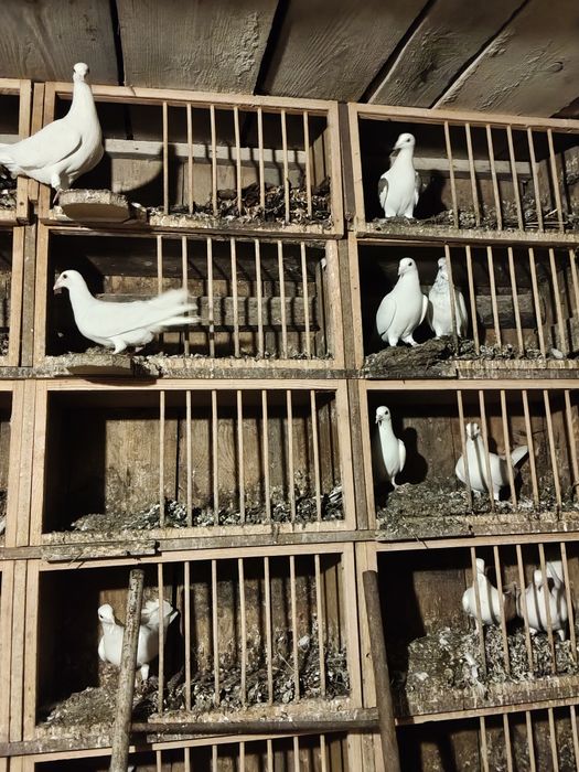 Gołębie Białe pocztowe