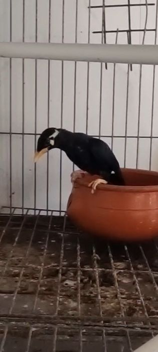 Gracula religiosa intermedia casal