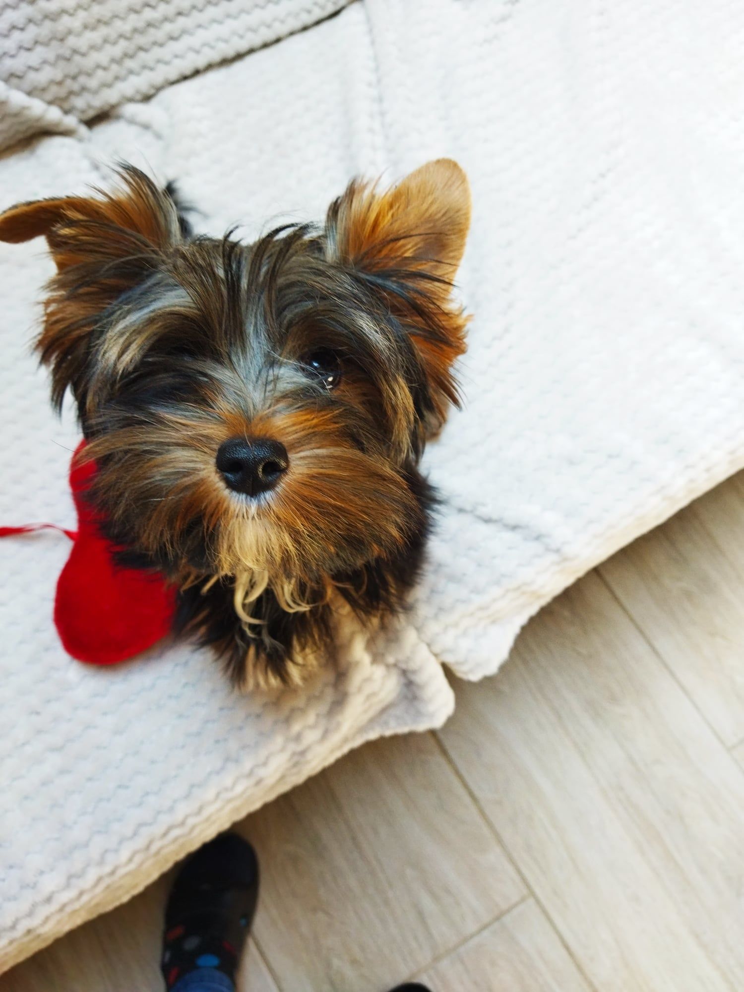 Piesek Yorkshire Terrier. Gotowy do odbioru